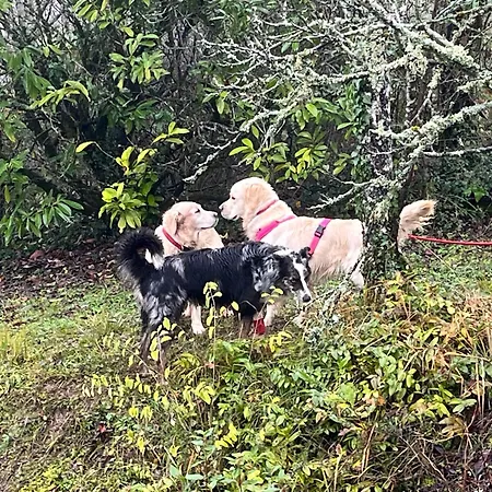 De Treilles בית אירוח Puylaroque