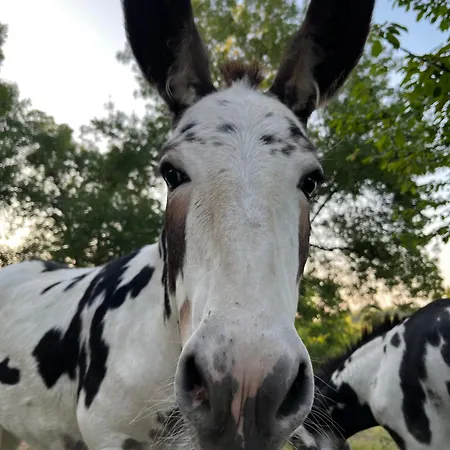 בית אירוח De Treilles