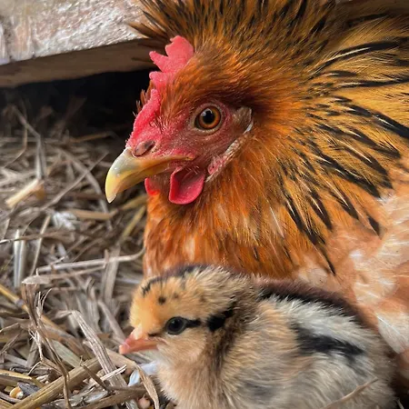 De Treilles Puylaroque