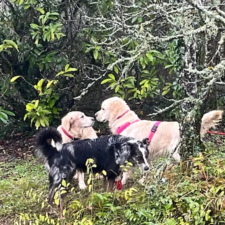 בית אירוח De Treilles *