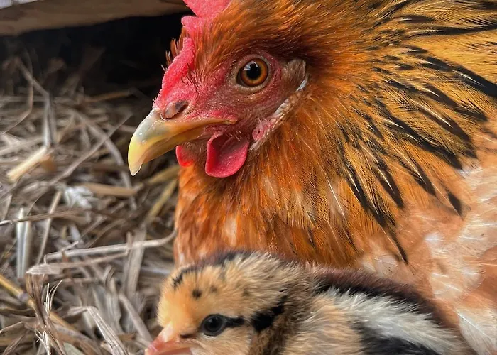 De Treilles Puylaroque