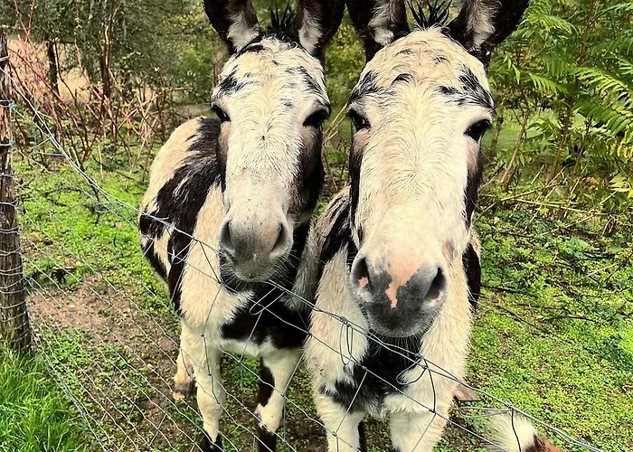 De Treilles Puylaroque